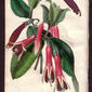 File:Fuchsia serratifolia.jpg