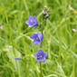File:Campanula rotundifolia (plant).jpg