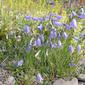 File:Campanula rotundifolia and Galium verum - Iceland -2007-07-23.jpg