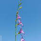 Rapôncio // Rampion Bellflower (Campanula rapunculus)